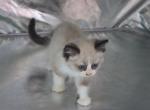 Darci - Ragdoll Kitten For Sale - 