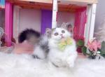 MK028 - Munchkin Kitten For Sale - 