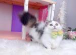 MK028 - Munchkin Kitten For Sale - Los Angeles&comma; CA&comma; US