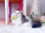 MK028 - Munchkin Kitten For Sale - 