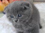 Scottish fold male blue color dense plush coat - Scottish Fold Kitten For Sale - Davenport&comma; FL&comma; US