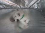 Prince - Ragdoll Kitten For Sale - Lebanon&comma; PA&comma; US