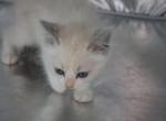 Prince - Ragdoll Kitten For Sale - 
