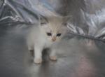 Prince - Ragdoll Kitten For Sale - Lebanon&comma; PA&comma; US