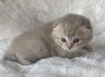 Peachy fold male - Scottish Fold Kitten For Sale - Celebration&comma; FL&comma; US