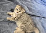 Alice - Scottish Straight Kitten For Sale - Hallandale Beach&comma; FL&comma; US