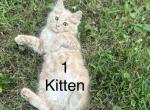 Orange tabbies - Domestic Kitten For Adoption - Brownstown Township&comma; MI&comma; US