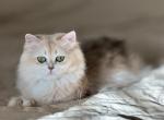 Esther - British Shorthair Cat For Sale/Service - Matthews&comma; NC&comma; US
