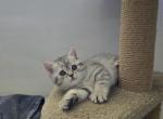 Arthur - Scottish Straight Kitten For Sale - Hallandale Beach&comma; FL&comma; US