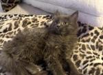 You pick name - Maine Coon Kitten For Sale - West Springfield&comma; MA&comma; US