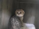 Lilly - Scottish Fold Kitten For Sale - 