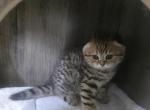 Tilly - Scottish Fold Kitten For Sale - 