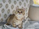 Black golden spotted British shorthair boy - British Shorthair Kitten For Sale - City Of Spokane Valley&comma; WA&comma; US