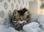Black spotted Scottish straight longhair girl - Scottish Straight Kitten For Sale - City Of Spokane Valley&comma; WA&comma; US