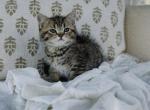 Black brown spotted Scottish straight boy - Scottish Straight Kitten For Sale - City Of Spokane Valley&comma; WA&comma; US