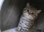 Lilly - Scottish Fold Kitten For Sale - 