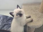 Nikolai - Scottish Straight Kitten For Sale - 
