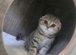 Molly - Scottish Fold Kitten For Sale - Naperville&comma; IL&comma; US