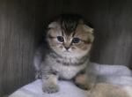 Romeo - Scottish Fold Kitten For Sale - Naperville&comma; IL&comma; US