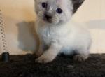 Mani - Siamese Kitten For Sale - Conger&comma; IA&comma; US