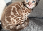 Gorgeous Snow Mink girls - Bengal Kitten For Sale - Reinholds&comma; PA&comma; US