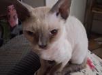 REBEL - Devon Rex Kitten For Sale - 