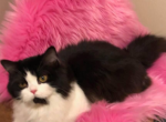Midgie - Minuet Cat For Sale/Retired Breeding - ID&comma; US