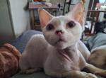 Remi - Devon Rex Kitten For Sale - 