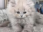 Sir Henry Jr Lilac British Longhair - British Shorthair Kitten For Sale - NY&comma; US