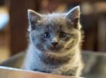 Cute Russian Blues - Russian Blue Kitten For Sale - Rockford&comma; IL&comma; US