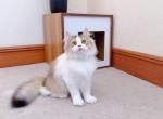 M027 - Minuet Kitten For Sale - Los Angeles&comma; CA&comma; US