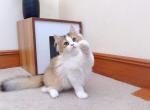 M027 - Minuet Kitten For Sale - Los Angeles&comma; CA&comma; US