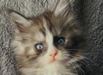 Blue eyed black silver Maine Coon Boy - Maine Coon Kitten For Sale - 