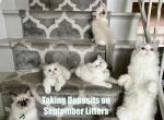 SEPTEMBER LITTERS COMING SOON - Ragdoll Kitten For Sale - Columbia&comma; MD&comma; US