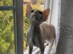 Tiny - Devon Rex Kitten For Sale - Newark&comma; CA&comma; US