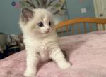 Seal and Blue Ragdoll Kittens - Ragdoll Kitten For Sale - Escondido&comma; CA&comma; US