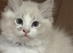 Patato - Ragdoll Kitten For Sale - Potomac&comma; MD&comma; US