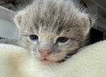 Kira Silver F2 Savannah Kitten - Savannah Kitten For Sale - Camden&comma; NJ&comma; US