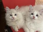 Cheese - Ragdoll Kitten For Sale - 