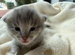 Bodi  Silver F2 Savannah Kitten - Savannah Kitten For Sale - Camden&comma; NJ&comma; US