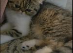 Bella of CDS EXOTICS - Exotic Kitten For Sale - Cadiz&comma; KY&comma; US