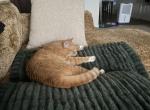 Sunny - Domestic Cat For Adoption - Lexington&comma; NC&comma; US