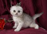 Freddy - Scottish Fold Kitten For Sale - 