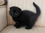 Scottish Fold Black Male Kitten - Scottish Fold Kitten For Sale - 