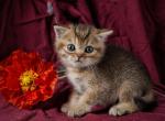 Missy - Scottish Straight Kitten For Sale - 