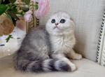 Scottish Fold Silver Male - Scottish Fold Kitten For Sale - 