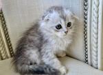 Scottish Fold Silver Chinchilla Female - Scottish Fold Kitten For Sale - 