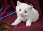 Igor - Scottish Straight Kitten For Sale - North Richland Hills&comma; TX&comma; US