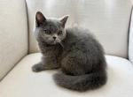 British Blue Female - British Shorthair Kitten For Sale - 