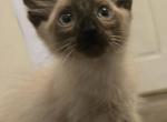Seal point balinese kitten - Balinese Kitten For Sale - Twin Lakes&comma; WI&comma; US